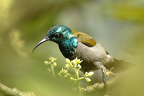 Green-headed sunbird